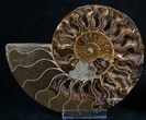 Gorgeous Polished Ammonite Pair - Crystals #8415-3